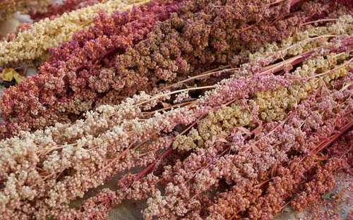 کینوا ، خاویار گیاهی که  کویر را آباد می کند