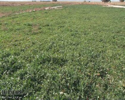هزار و 500 هکتار زمین خراسان جنوبی زیرکشت کودسبز