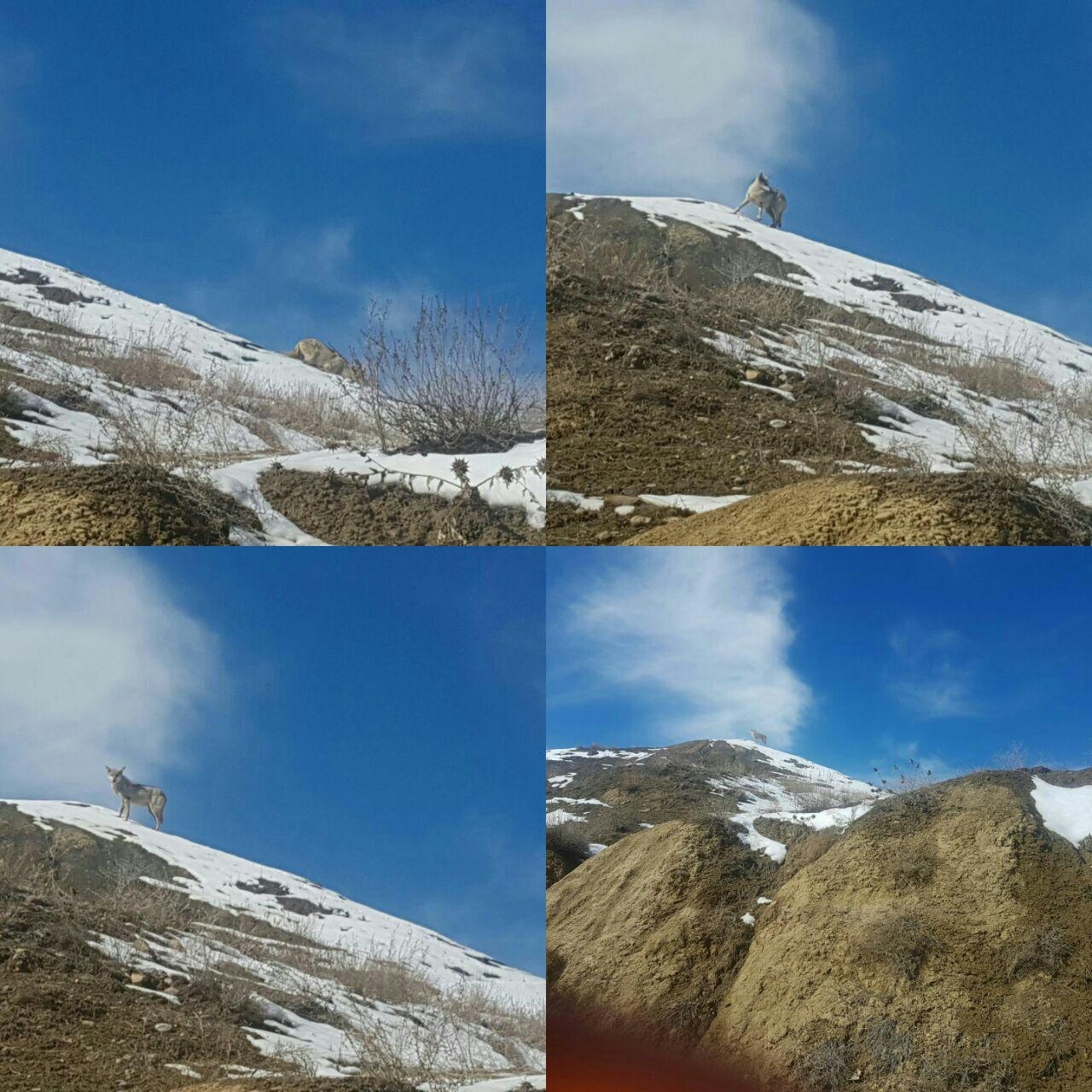 حضور یک گله 4 تایی گرگ گرسنه در اطراف کلات