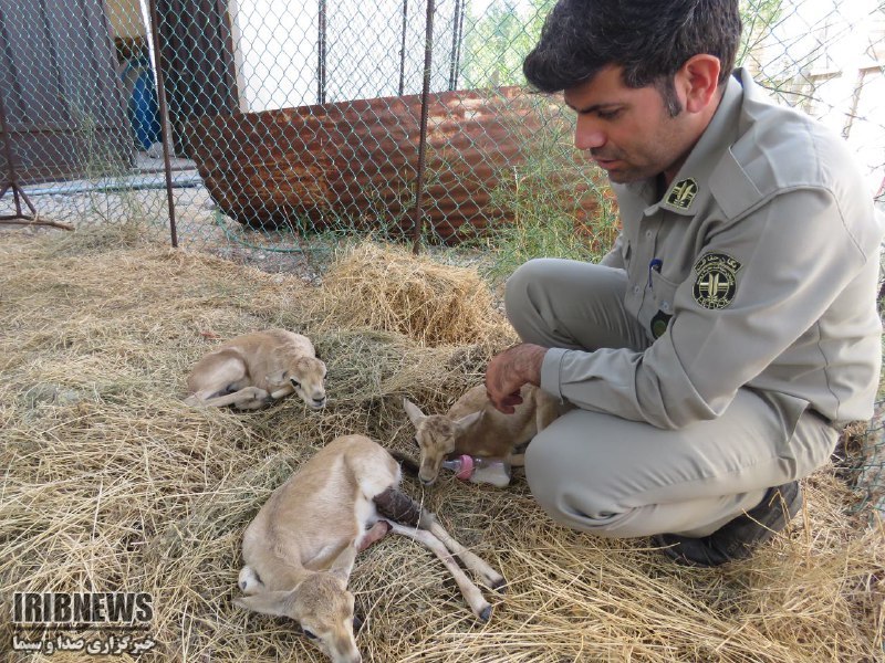 رها سازی 25 بره آهو در جزیره خارگ