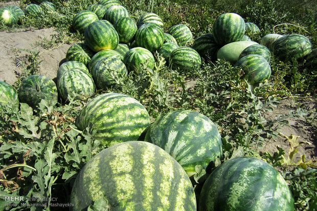 کاهش سطح زیر کشت هندوانه در فارس کاهش سطح زیر کشت هندوانه در فارس