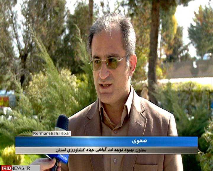 ضرورت سم پاشی مزارع مناطق گرمسیری استان در برابر آفت سن