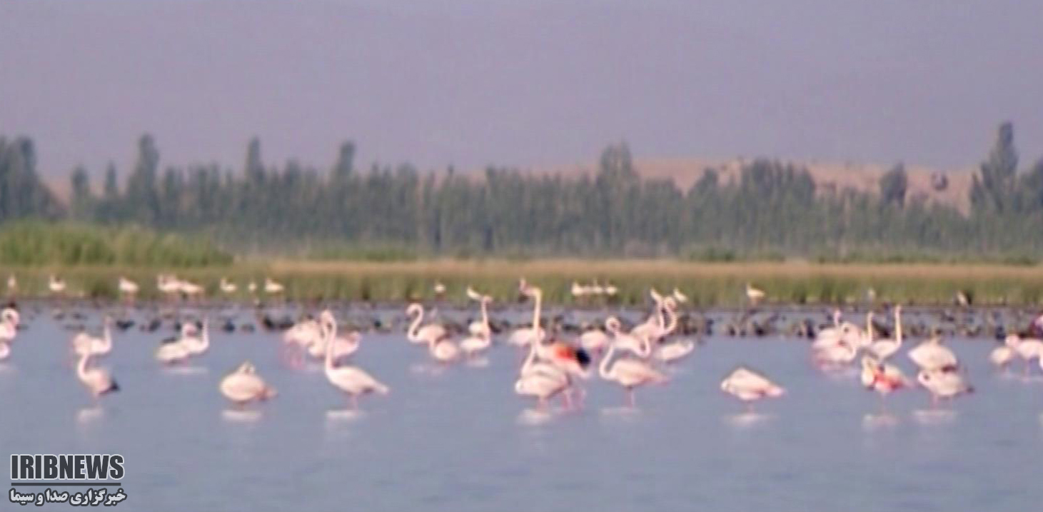 هنری برای حفاظت از طبیعت +گزارش هنری برای حفاظت از طبیعت +گزارش