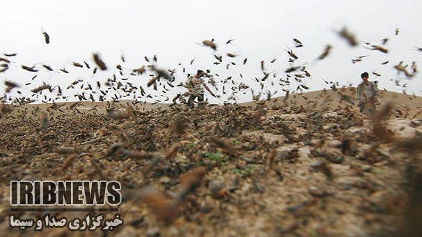 کانون کوبی 160 هکتارازمراتع طارم علیه ملخ مراکشی