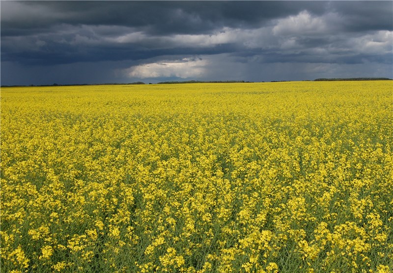 افزایش 60 درصدی کشت کلزا در پارس آباد