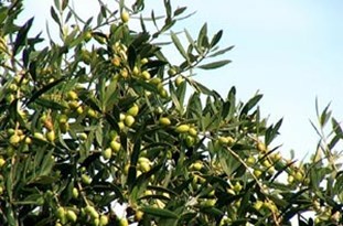 کاشت زیتون در ۸۰۰ هکتاراز مراتع استان