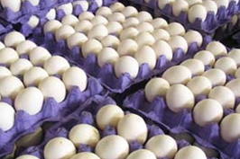 تامین تخم مرغ مورد نیاز مردم استان از داخل