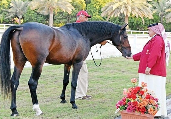 حیواناتی که ابزار دیپلماسی شدند+ تصاویر