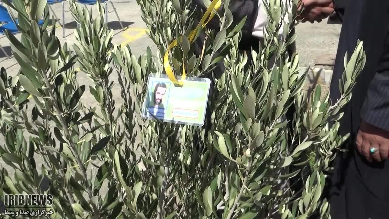 آغاز طرح درختان مثمر در خراسان جنوبی