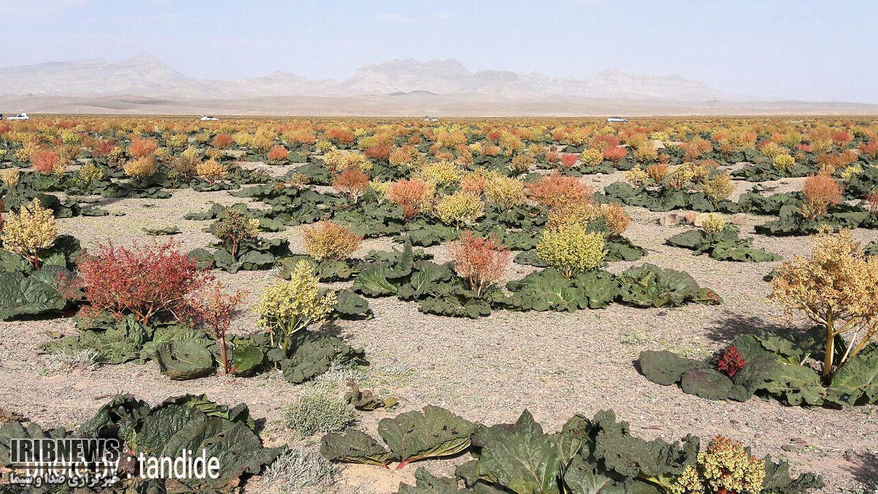 زنجیره انسانی حفاظت از ریواس زنجیره انسانی حفاظت از ریواس
