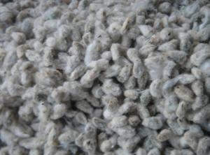 توزیع 20تن بذر پنبه رقم مای 344 در بین پنبه کاران پارس آباد