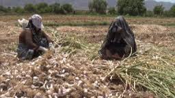 آغاز برداشت سیـر در خراسان جنوبی