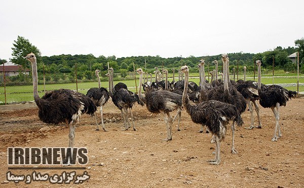 تولید سالانه 141 قطعه شترمرغ مولد در کردستان تولید سالانه 141 قطعه شترمرغ مولد در کردستان
