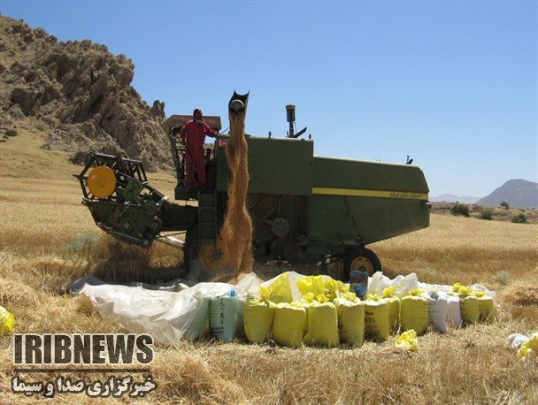 خریداری 36 هزار و 419 تن گندم مازاد بر نیاز کشاورزان مناطق گرمسیری استان