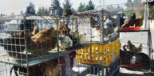 برخورد با عرضه کننده طیور زنده غیرمجاز در طبس