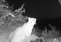 مشاهده یک قلاده پلنگ در الموت غربی