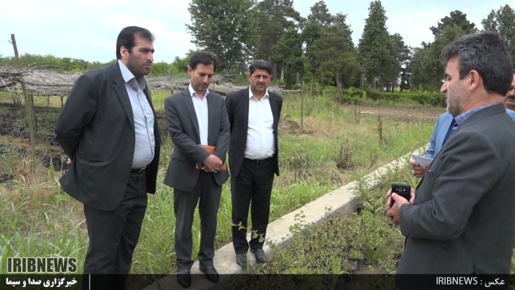 تولید سالانه یک میلیون اصله نهال در ایستگاه بذر و نهال پارس آباد