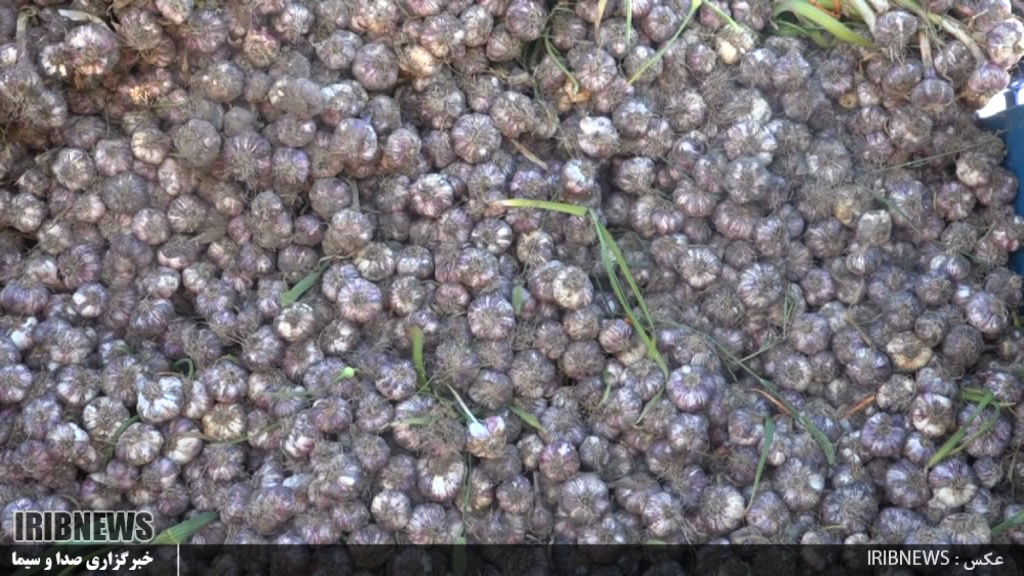 برداشت 10 هزار تن سیز از اراضی شهرستان پارس آباد