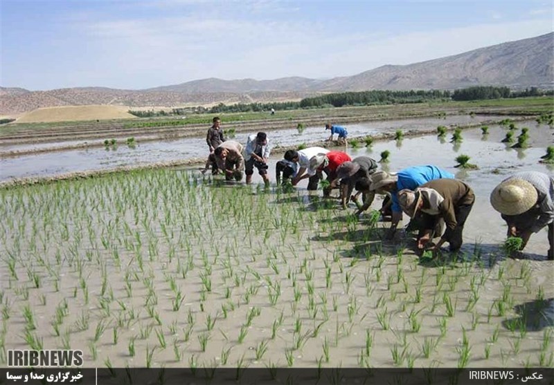 آغاز کشت برنج در شالیزارهای شهرستان پارس آباد