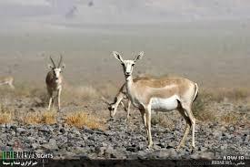 تولد ششمین نسل از آهوان دشت مغان در پارس آباد