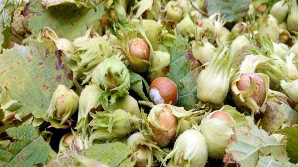 فندق نوبرانه گیلان در بازار