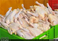 تولید 2میلیون تن گوشت سفید در کشور