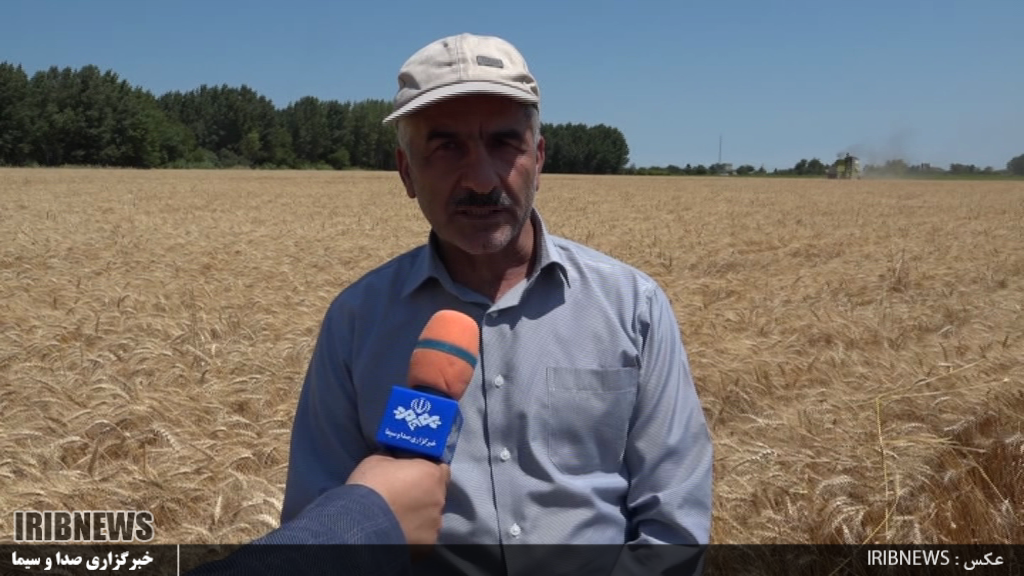 از سال آینده به جای گندم دانه های روغنی کاشته می شود.