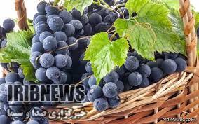 انگور سیاه محصولی ارگانیک و سرشار از آنتی اکسیدان