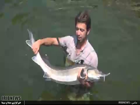 پرورش ماهیان خاویاری با استفاده از تسهیلات اقتصاد مقاومتی در پارس آباد