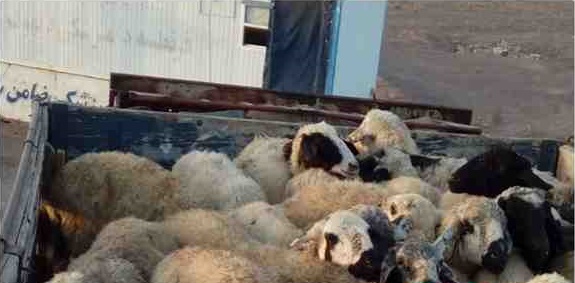 توقیف کامیون حامل 100 رأس دام قاچاق در دیهوک
