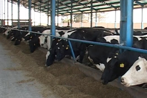 خرید تضمینی حدود 45 هزار تن شیر خام از دامداران