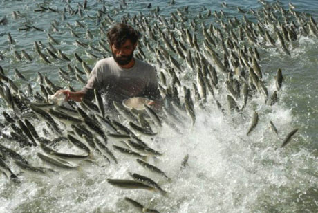 افزایش 88 درصدی تولید ماهی در خراسان جنوبی