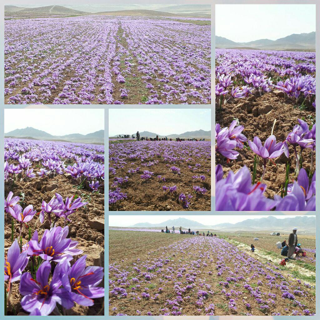 آغاز برداشت طلای سرخ درزاوه آغاز برداشت طلای سرخ درزاوه