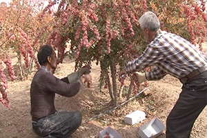 رویدادهای برگزیده شهرستان ها 17 آبان رویدادهای برگزیده شهرستان ها 17 آبان