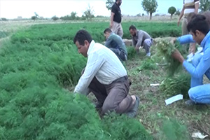 رویدادهای برگزیده شهرستان ها 17 آبان رویدادهای برگزیده شهرستان ها 17 آبان