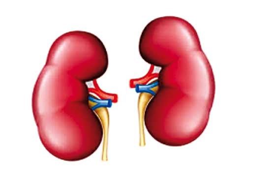 فاکتور‌هایی که خطر ابتلا به سرطان کلیه را افزایش می‌دهند!