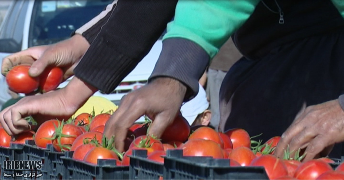 برداشت گوجه فرنگی آغاز شد