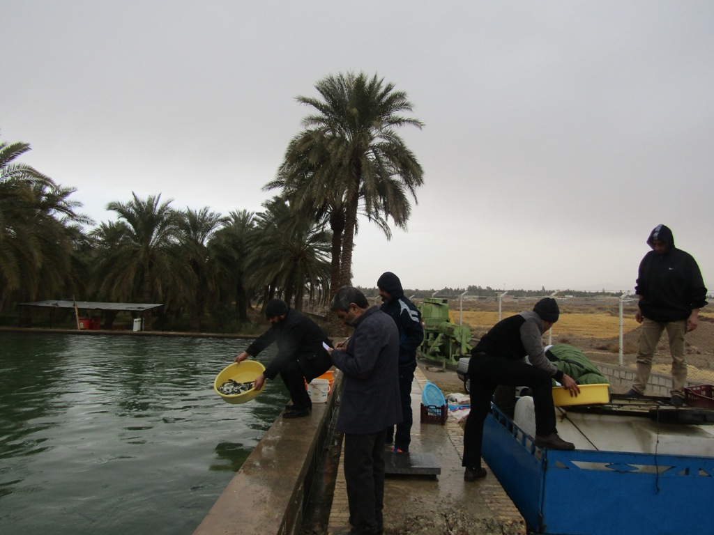 توزیع 12هزار قطعه بچه ماهی سرد آبی در شهرستان طبس