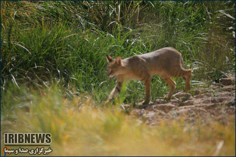 مشاهده شدن یک قلاده گربه وحشی در پناهگاه حیات وحش تالاب کانی برازان مشاهده شدن یک قلاده گربه وحشی در پناهگاه حیات وحش تالاب کانی برازان