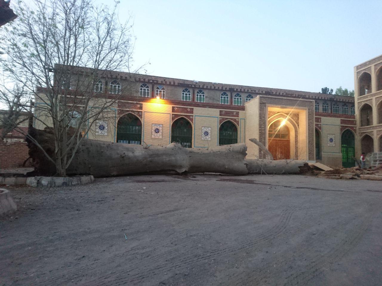 افتادن کُهن چنار راین افتادن کُهن چنار راین