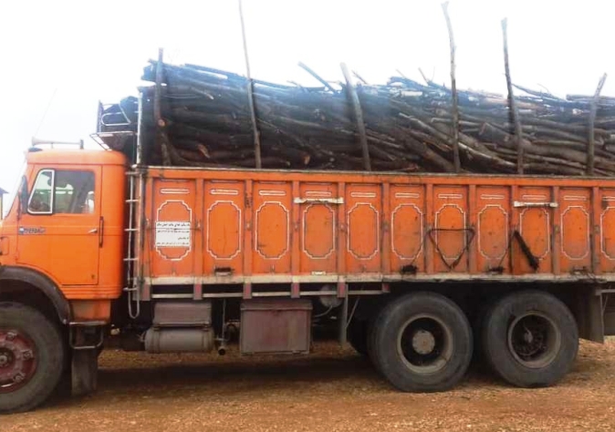 کشف چوب قاچاق در مرودشت