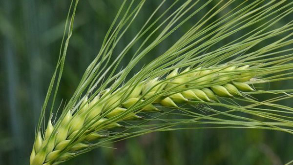 کشت آزمایشی با روش های دانش بنیان