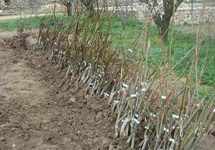 توزیع بیش از 4 هزار اصله نهال در گلوگاه