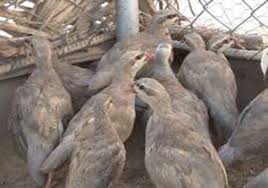 کشف 2 هزار قطعه کبک  قاچاق در بردسکن