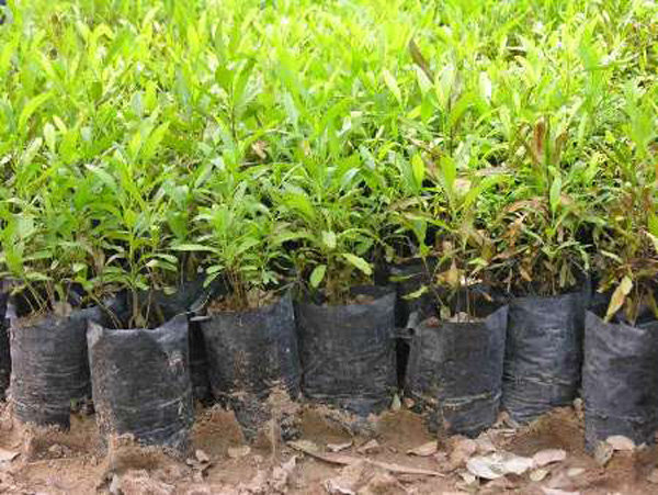 توزیع نهال به مناسبت  هفته منابع طبیعی شازند