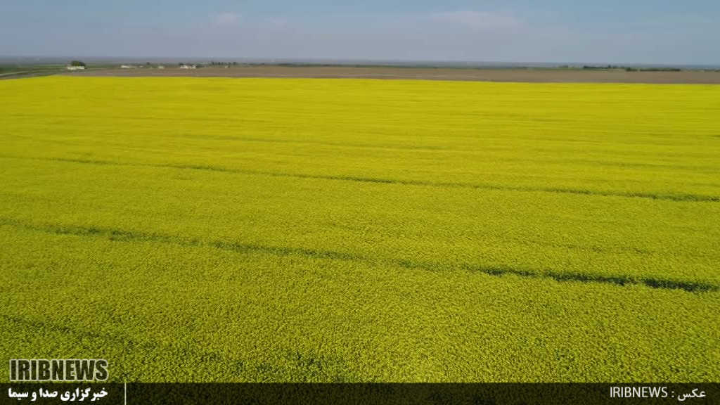 خیز دشت مغان برای تولید دانه روغنی کلزا در کشور 
