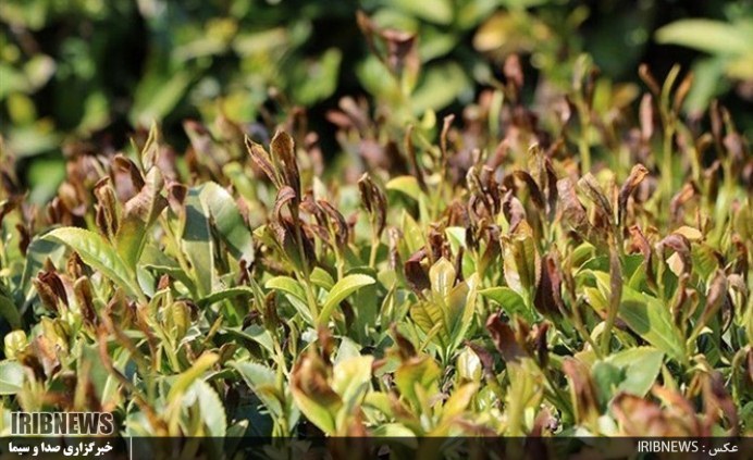 گزارش مکتوب ... تلخ شدن طعم چای به کام چایکاران با سرمای نابهنگام گزارش مکتوب ... تلخ شدن طعم چای به کام چایکاران با سرمای نابهنگام