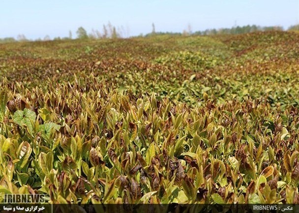 گزارش مکتوب ... تلخ شدن طعم چای به کام چایکاران با سرمای نابهنگام