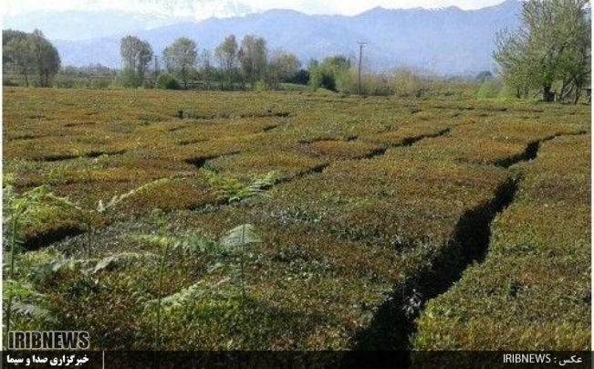 گزارش مکتوب ... تلخ شدن طعم چای به کام چایکاران با سرمای نابهنگام