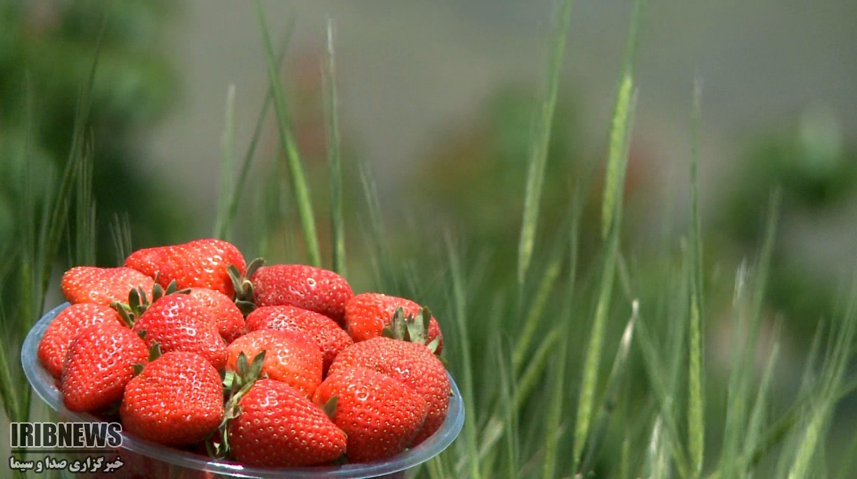 توت فرنگی کُردستان در سبد نوبرانه توت فرنگی کُردستان در سبد نوبرانه